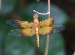 Camacinia gigantea