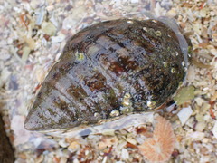 Diogenes brevirostris