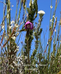 Disperis capensis capensis