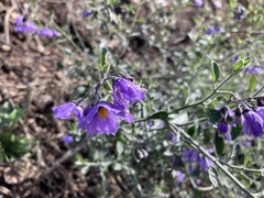 Solanum umbelliferum