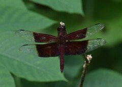 Camacinia gigantea