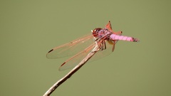 Trithemis