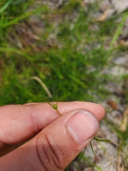 Platysace linearifolia