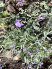 Solanum umbelliferum