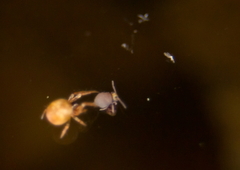 Sminthurides aquaticus