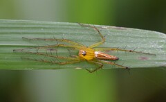 Oxyopes