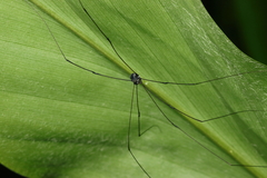Gagrellinae