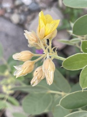Senna confinis