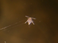 Sminthurides aquaticus