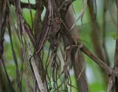 Gynacantha subinterrupta