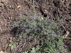 Solanum umbelliferum