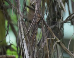 Gynacantha subinterrupta