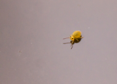 Sminthurinus henshawi