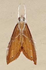 Glaphyria peremptalis