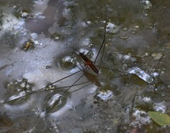 Limnometra