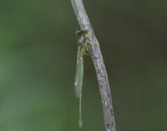 Zygoptera