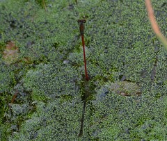 Ceriagrion chaoi