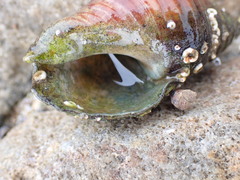 Diogenes brevirostris