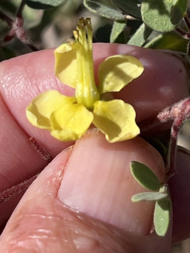 Erythrostemon pannosus, photograph 6