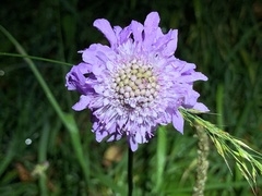 Scabiosa lucida