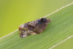 Argyrotaenia sphaleropa