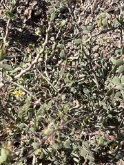 Erythrostemon pannosus