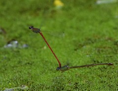 Ceriagrion chaoi