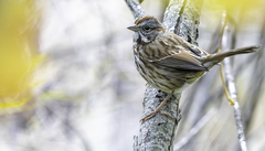 Song Sparrow photo 1