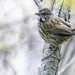 Mountain Song Sparrow - Photo (c) Connor Cochrane, some rights reserved (CC BY-NC), uploaded by Connor Cochrane