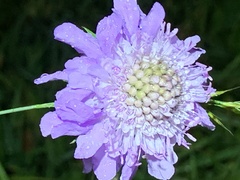 Scabiosa lucida