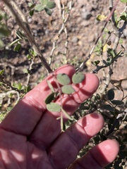 Erythrostemon pannosus
