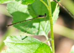 Lestes congener