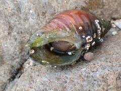 Diogenes brevirostris