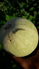 Diaphania hyalinata