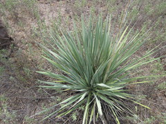 Yucca necopina