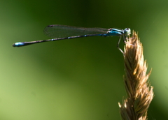 Enallagma exsulans