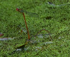 Ceriagrion chaoi