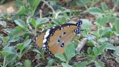 Danaus chrysippus orientis