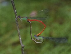Ceriagrion chaoi
