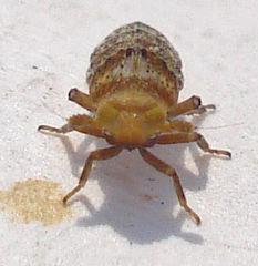 Conomelus anceps