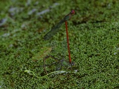Ceriagrion chaoi