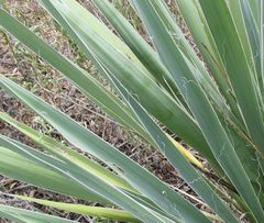 Yucca necopina