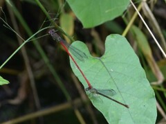 Ceriagrion chaoi