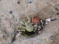 Diogenes brevirostris