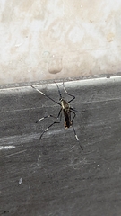 Toxorhynchites speciosus