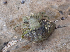 Diogenes brevirostris