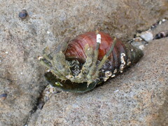 Diogenes brevirostris