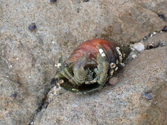 Diogenes brevirostris