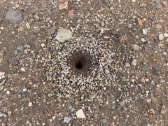 Myrmecocystus mexicanus