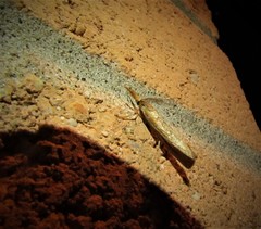 Thaumatopsis pexellus